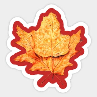 Leaves Sticker